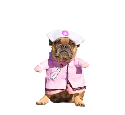 Dog's Novelty Clothing Nurse Small